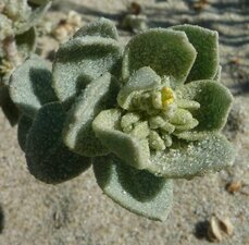 Atriplex leucophylla flower